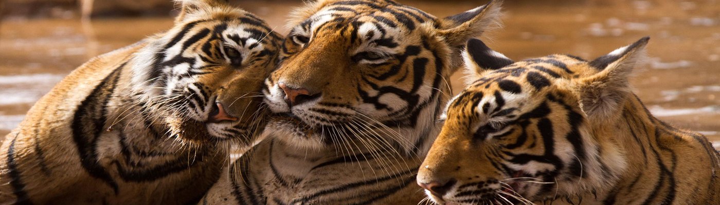 09 Días Triangulo de oro con Ranthambore- viajes la India
